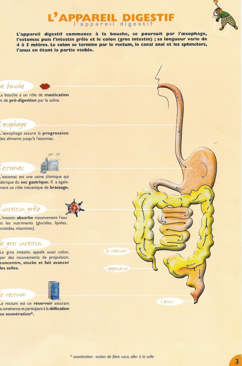L'appareil digestif et la constipation - Réseau Lucioles